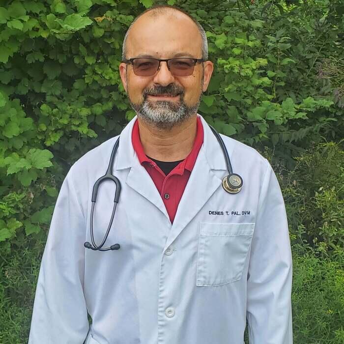 Dr. Denes T. Pal</br> DVM  photo